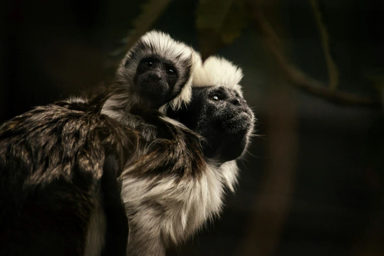 two large brown and white monkeys hanging on the side of a tree