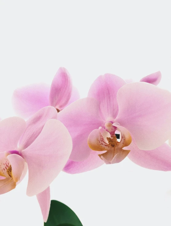 pink flowers against a white background with green leaves