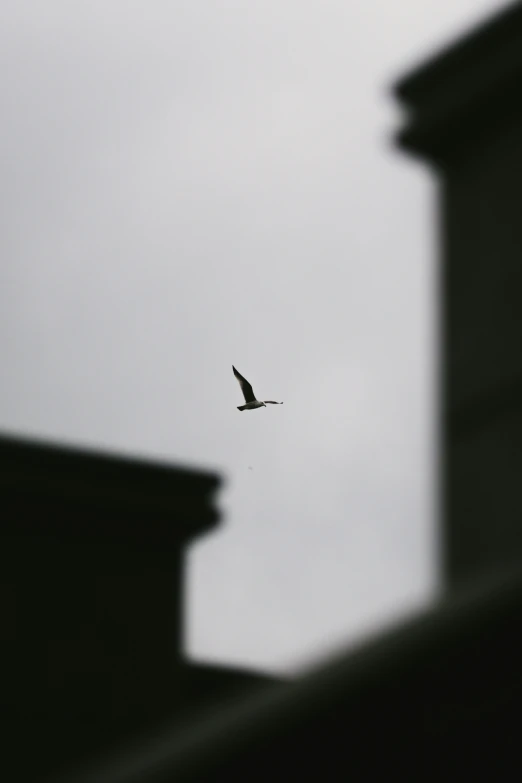 a bird is flying in the sky near a building