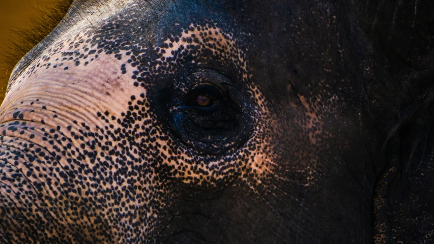 an elephant's eye with black dots on it