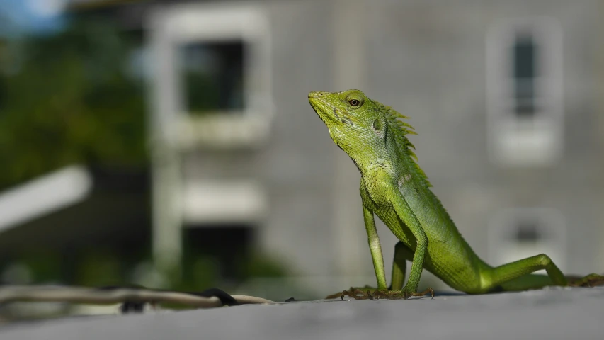 a lizard sitting on the edge of a building