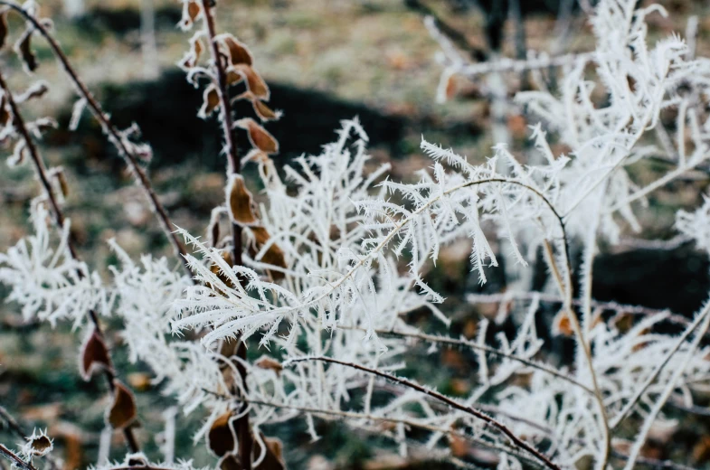 frozen grass and leaves in the middle of winter