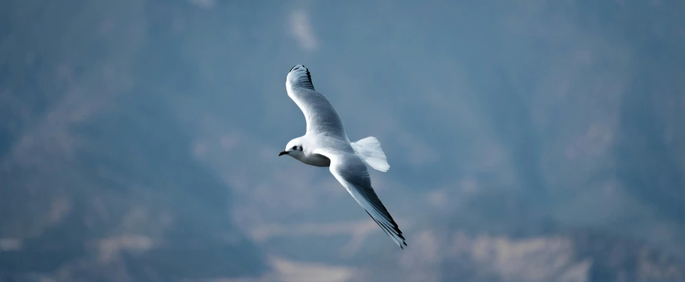 a seagull flies by in the sky