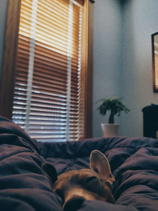 a dog laying down on the bed watching soing