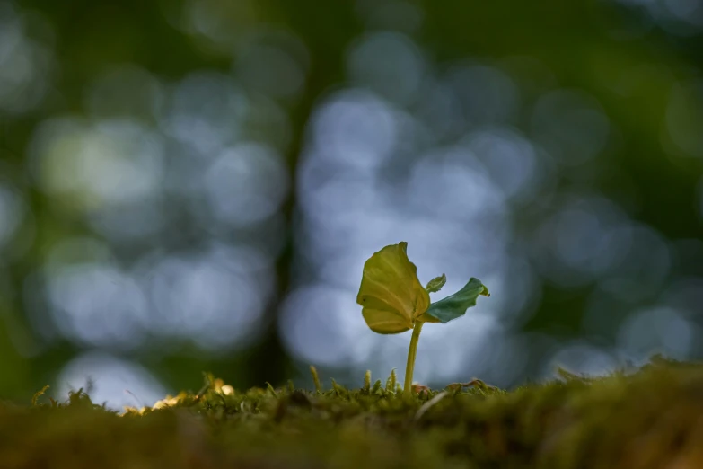 a small plant growing out of the ground in front of trees