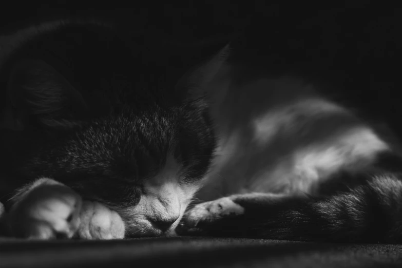 a black and white po of a sleeping cat