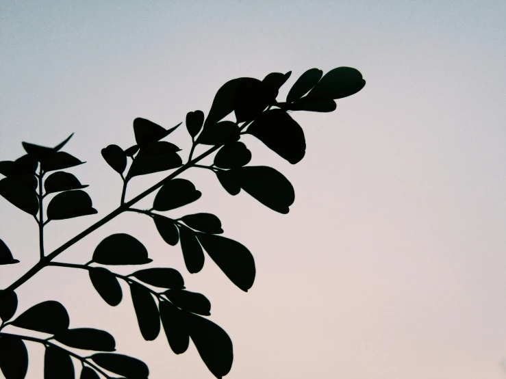 a plant on a stem is shown in silhouette against the sky