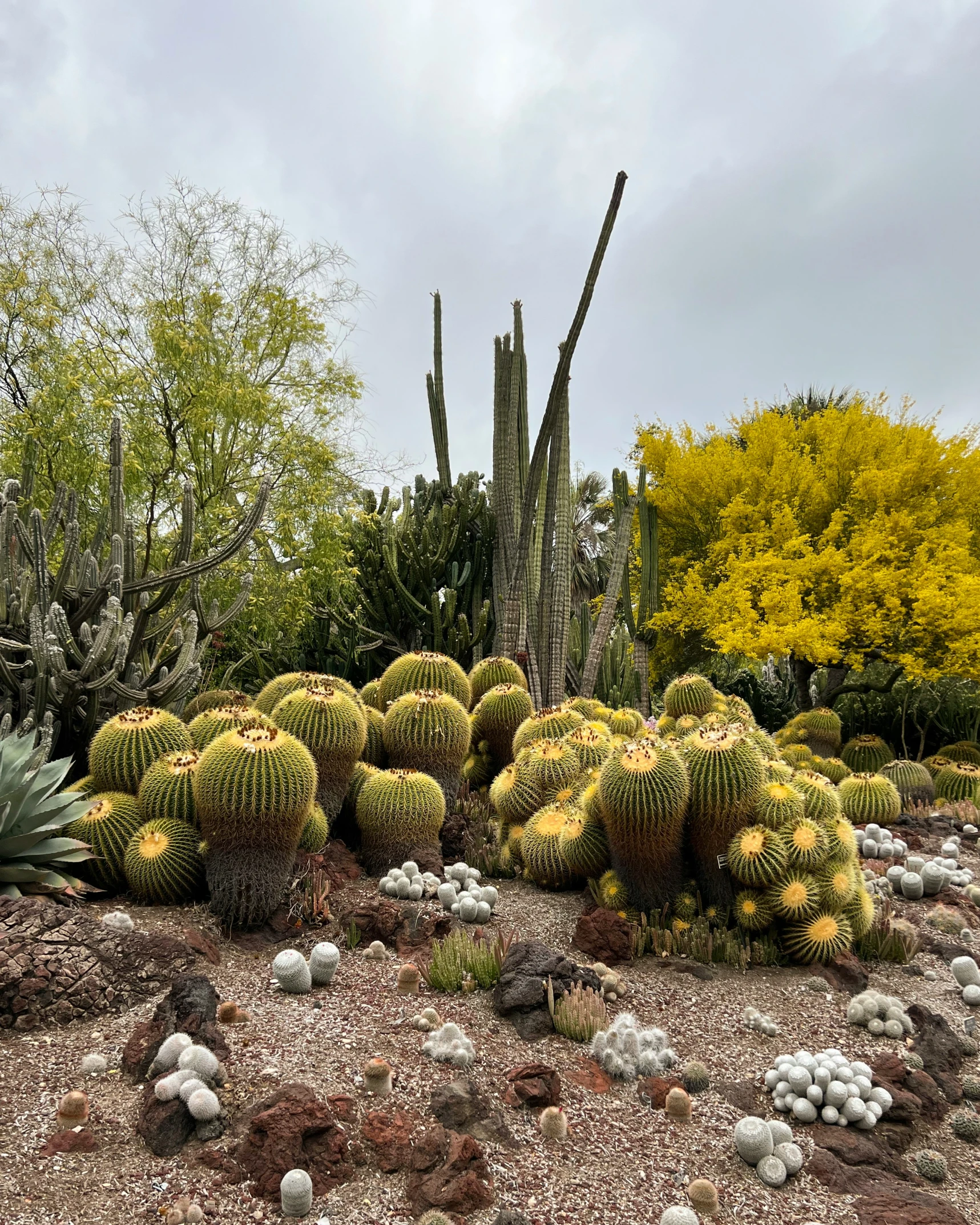 a cactus garden with many green plants