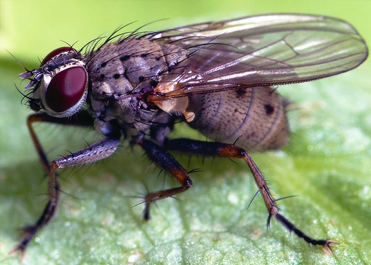 a big fly is sitting on a green leaf