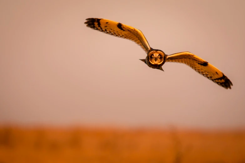 an owl flying through the air with its beak open