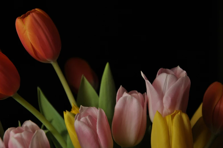 the large group of flowers are bright and pink