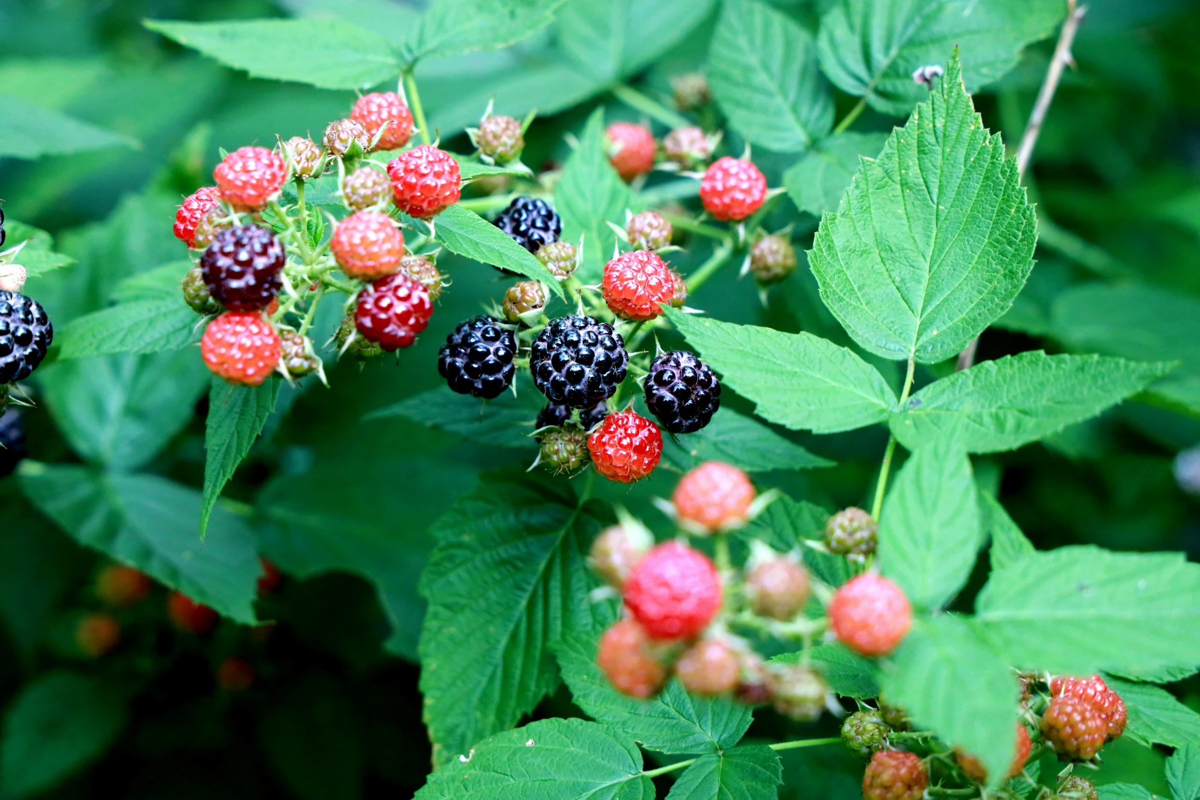 blackberry plant with berries, green leaves and fruit