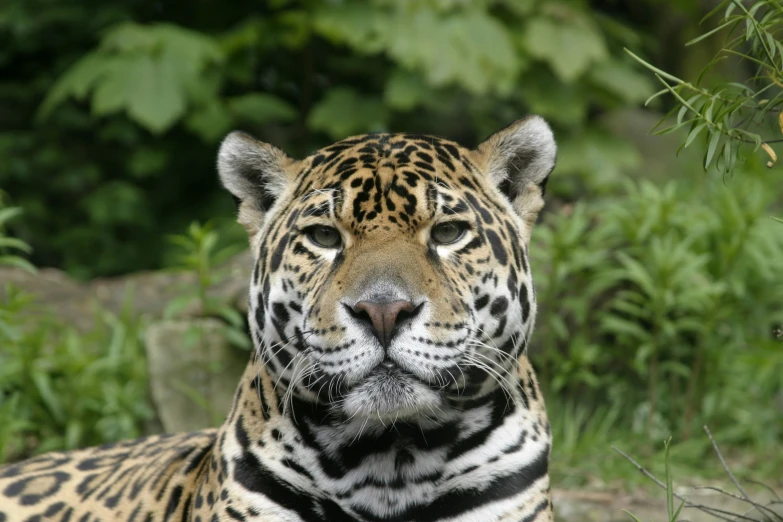 a large tiger sitting in a field of grass