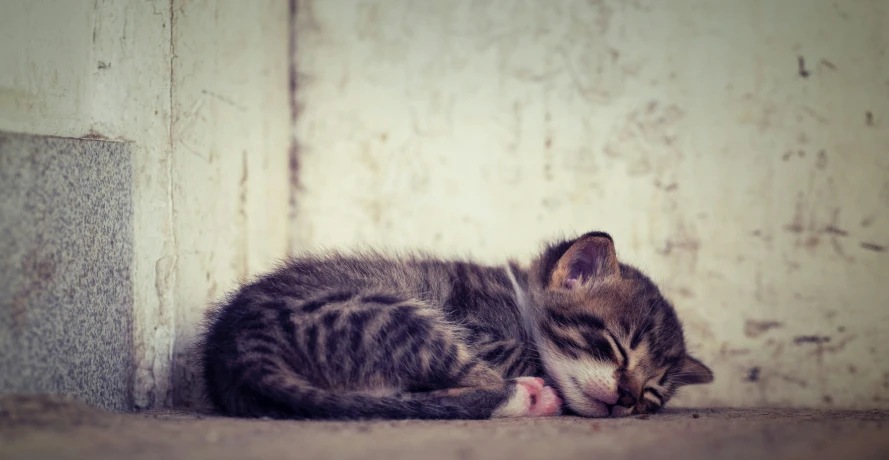a small cat curled up in an alley sleeping