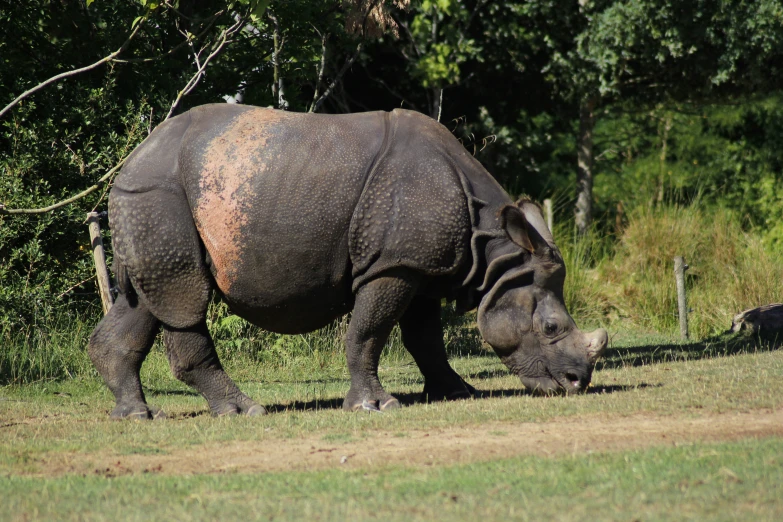 a lone black rhino is in the wild