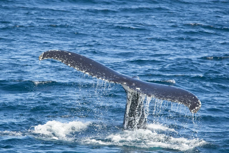 a large whale tail fin flupsing out into the ocean