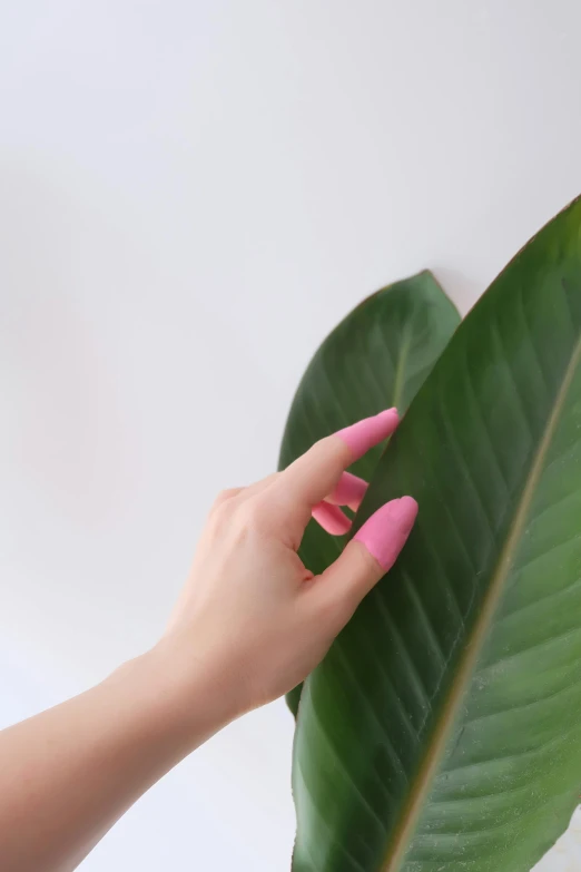 a hand is holding onto a green leaf