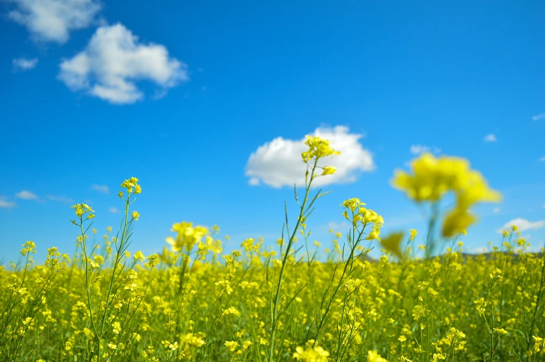 a large field of yellow flowers with sky in the background