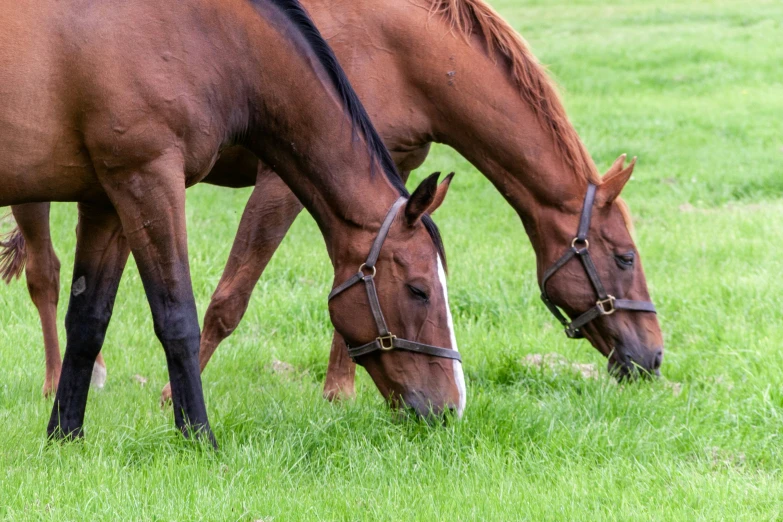 there are two horses that are eating grass