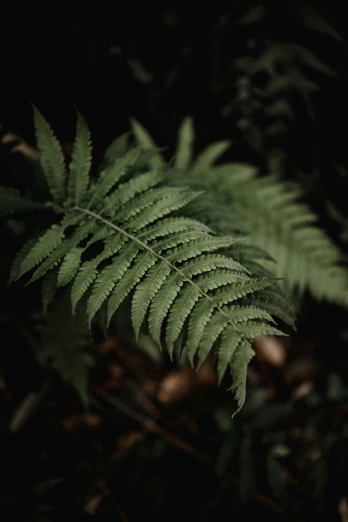 a large fern plant on the ground at night