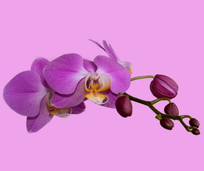 a close up of purple flowers with a pink background