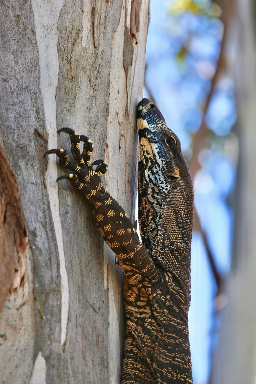 lizard with arms stretched out climbing up a tree
