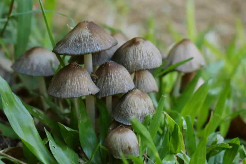 a group of mushrooms in the grass near some grass