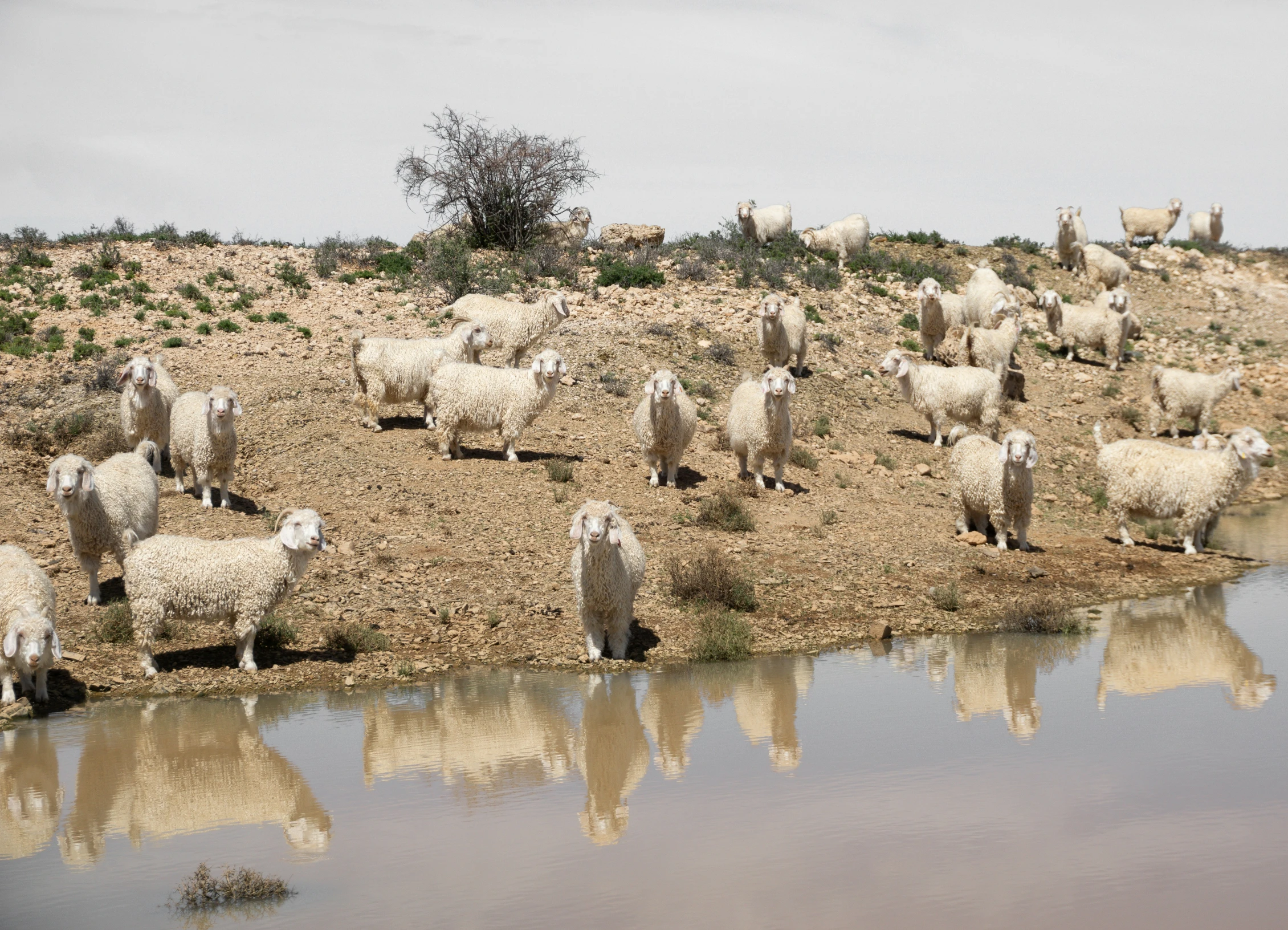 a herd of sheep stand near a body of water