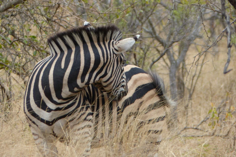 two zes grazing on dry grass in the wild