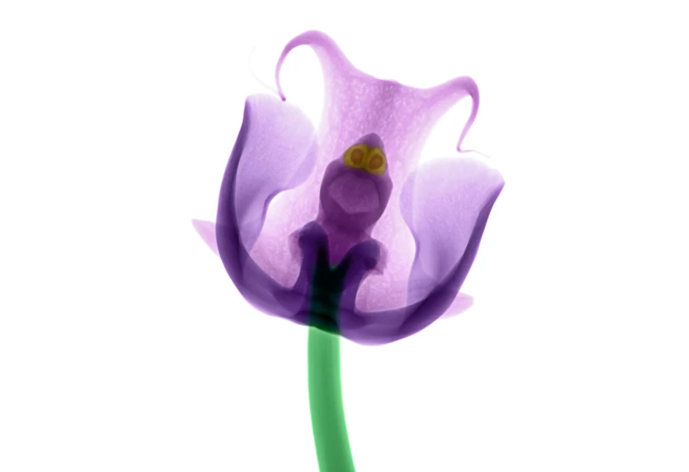 an abstract image of a purple flower