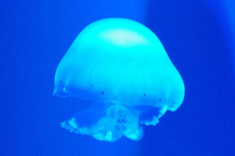a close up s of a jellyfish with a bright blue glow