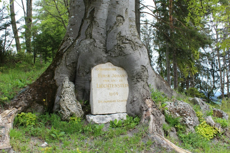 the old tree has a stone memorial in it