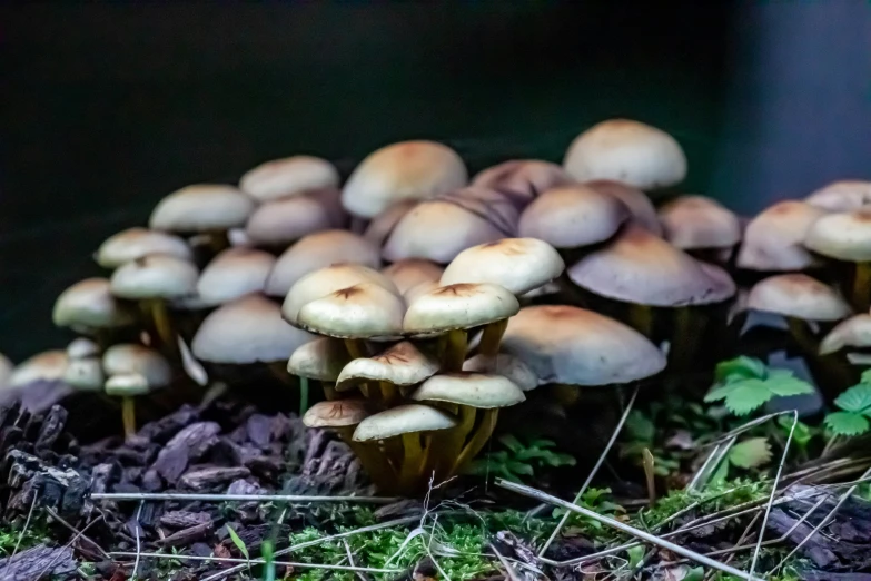 a group of mushrooms all over the ground