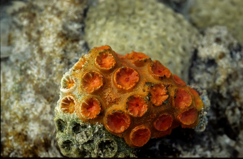 a bunch of little orange shells sitting on some rocks