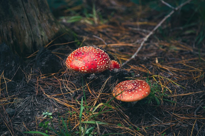 three small red mushrooms growing on the forest floor
