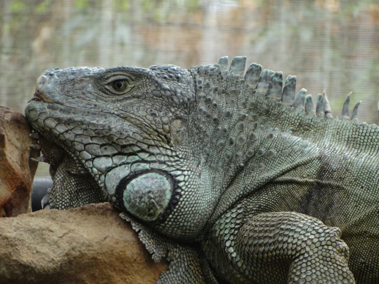 a large lizard rests on a rock