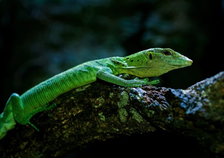 a green lizard is sitting on the tree nch