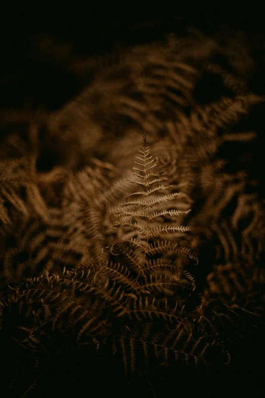 closeup po of a fern plant on a night s