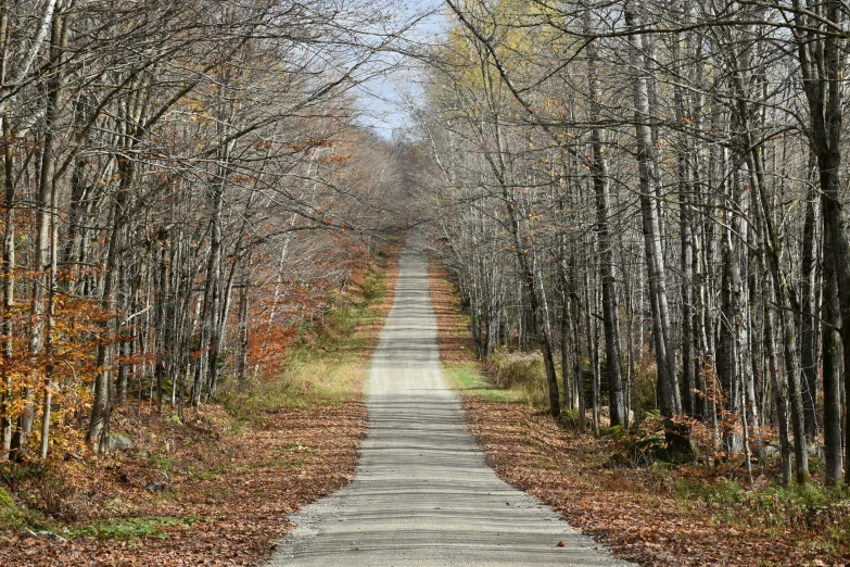 an open dirt road surrounded by trees covered with leaves