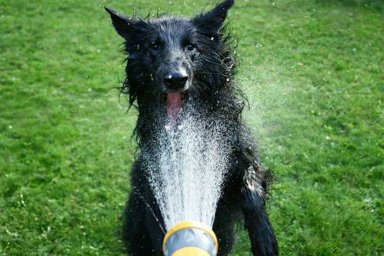 a wet dog shaking his head with water