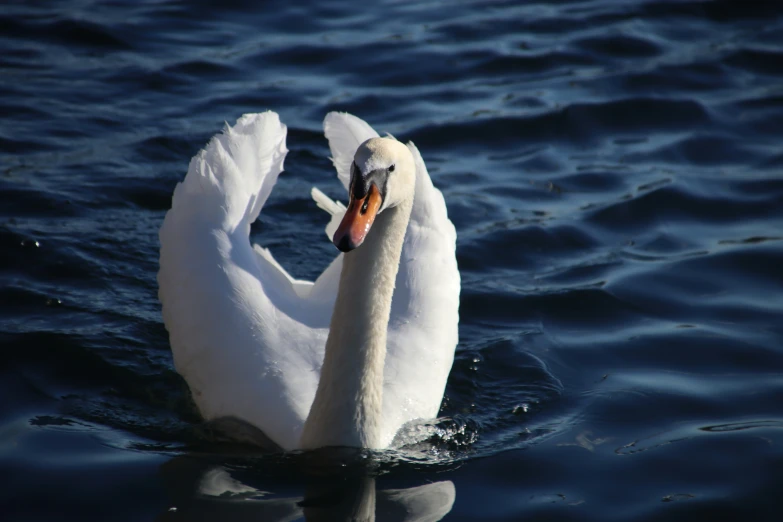 a white swan swims on top of the water