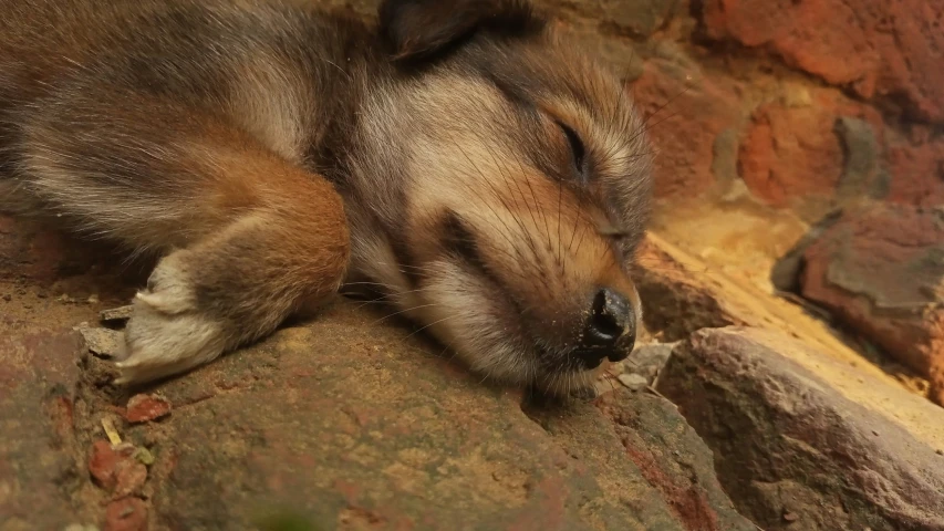 a little dog that is asleep on a big rock