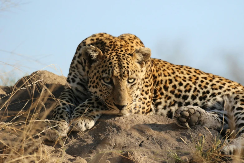 a leopard laying on top of a pile of rocks