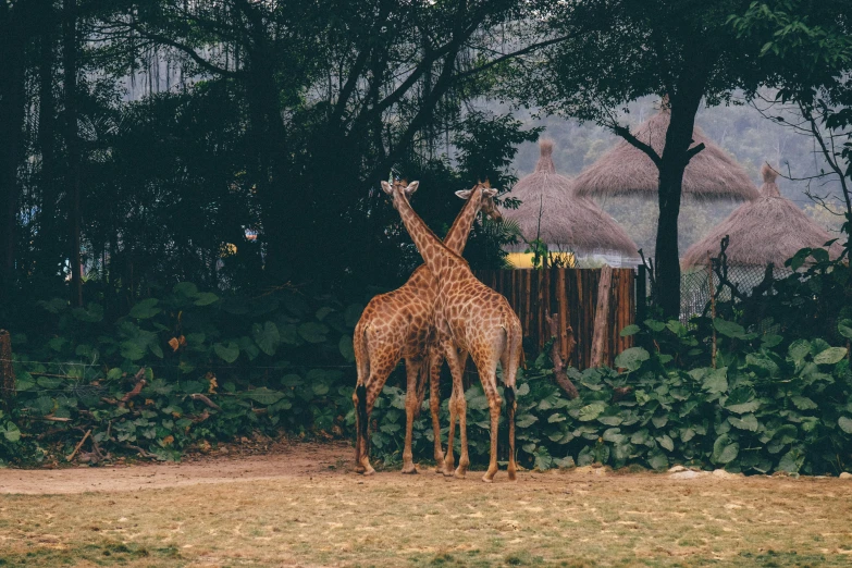 there are two giraffes that are standing together