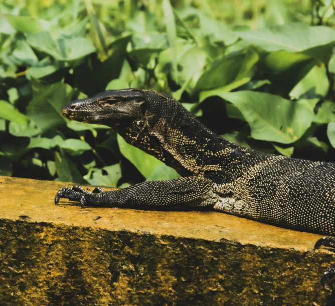 an image of a lizard sitting on the wall