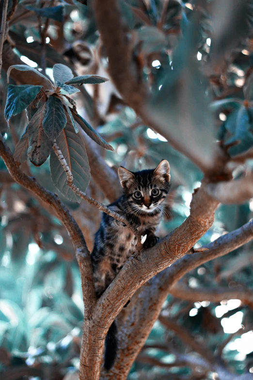 a small cat sitting in a tree next to leaves