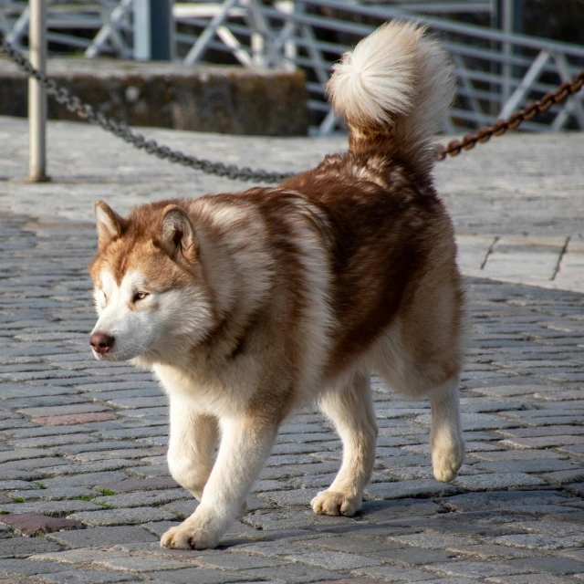 the brown and white husky dog is walking through the street