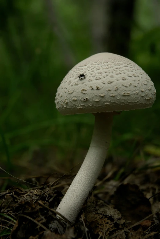 a small white mushroom growing in the woods