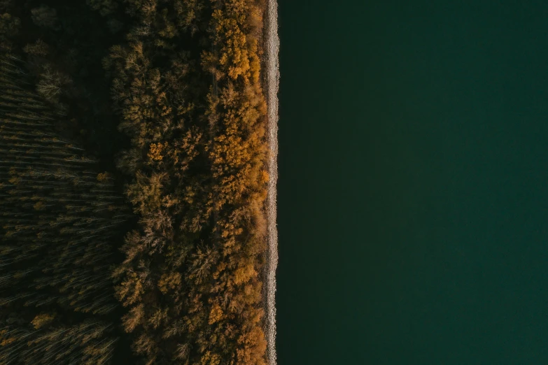 an aerial po of a forest by water