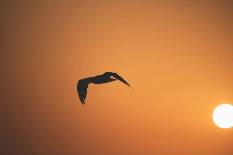 a bird is flying across the sunset in the sky